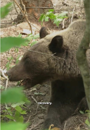Video post by @60minutes on TikTok