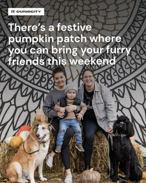 Image post by @curiocityvancouver on Instagram