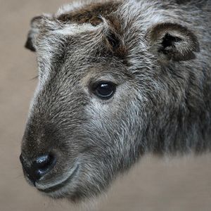 Image post by @sandiegozoo on Instagram