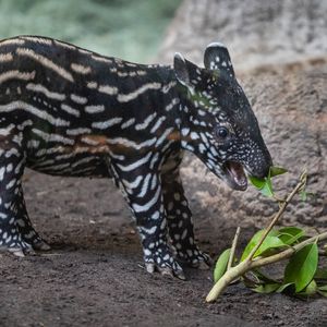 Image post by @sandiegozoo on Instagram