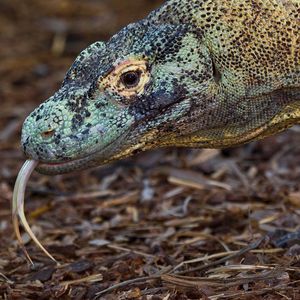 Image post by @sandiegozoo on Instagram