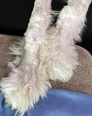 Image post by @floofy.coopy.doodle on Instagram