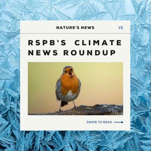 Image post by @rspb on Instagram