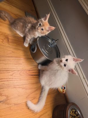 Image post by @thefriskywhiskeratl on Instagram