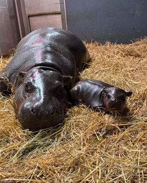 Image post by @thetorontozoo on Instagram