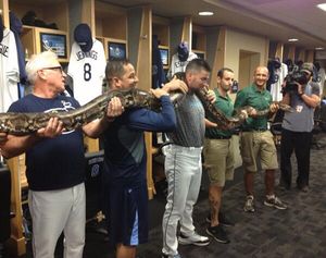 Image post by @RaysBaseball on Twitter