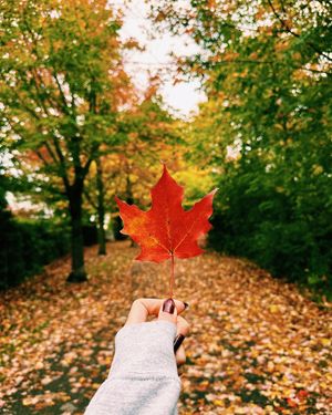 Image post by @theottawainsider on Instagram