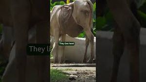 Video post by @bbcearth on YouTube