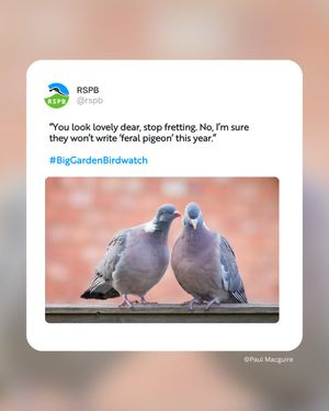 Image post by @rspb on Instagram
