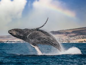 Image post by @discovery on Instagram