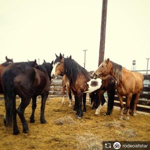 Image post by @nationalwestern on Instagram