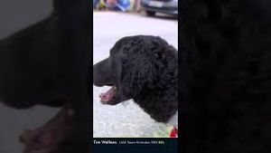 Video post by @nbcsports on YouTube