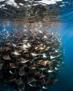 Image post by @discovery on Instagram