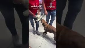 Video post by @laopinionla on YouTube