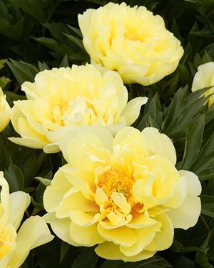 Image post by @rogersgardens on Instagram