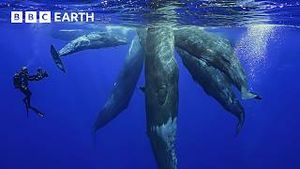 Video post by @bbcearth on YouTube