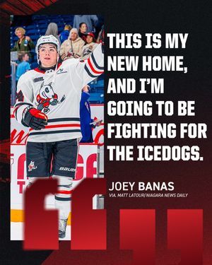 Image post by @ohlicedogs on Instagram