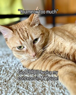 Image post by @cheeeto.the.cat on Instagram