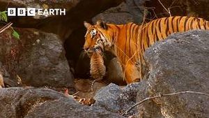 Video post by @bbcearth on YouTube