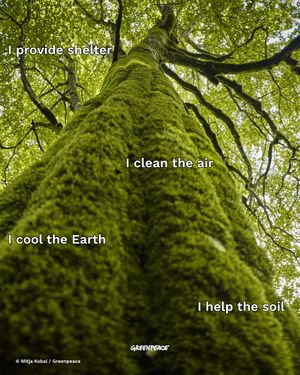 Image post by @greenpeace on Instagram