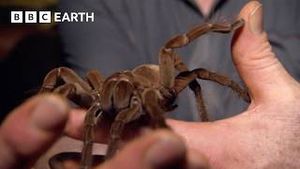 Video post by @bbcearth on YouTube
