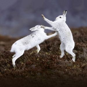Image post by @rspb on Instagram