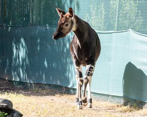 Image post by @denverzoo on Instagram