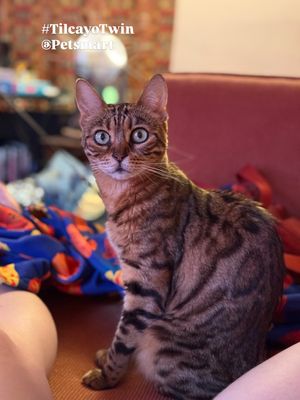 Image post by @petsmart on Instagram