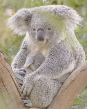 Image post by @sandiegozoo on Instagram