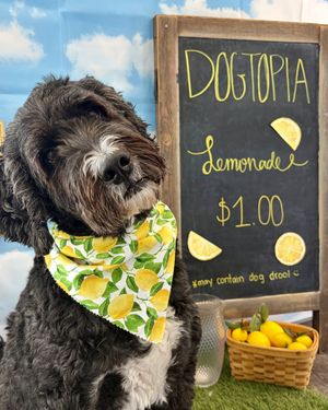 Image post by @dogtopiagr on Instagram