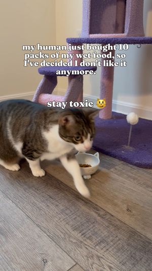 Video post by @solidgoldpets on Instagram