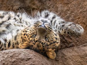 Image post by @sandiegozoo on Instagram