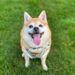 Image post by @pupcorntreats on Instagram
