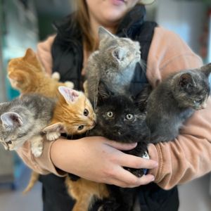 Image post by @whitmanpets on Instagram