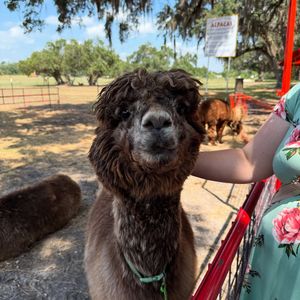 Image post by @experiencekissimmee on Instagram