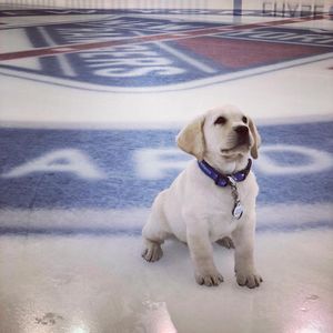 Image post by @nyrangers on Instagram