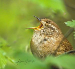 Image post by @rspb on Instagram