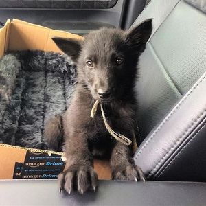 Image post by @amazon on Instagram