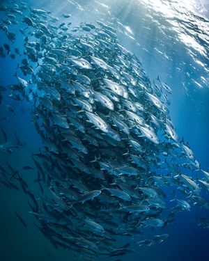 Image post by @discovery on Instagram