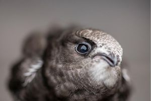 Image post by @rspb on Instagram