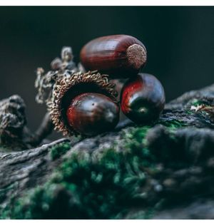 Image post by @leafyaffair on Instagram