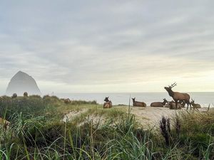 Image post by @theoregonian on Instagram