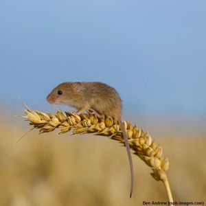 Image post by @rspb on Instagram