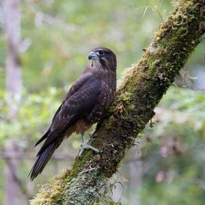 Image post by @auskoo on Instagram