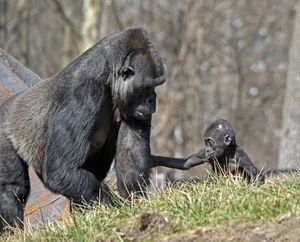 Image post by @detroitzoo on Instagram