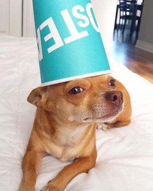 Image post by @davidstea on Instagram