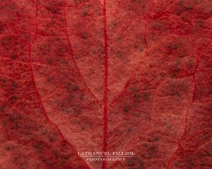 Image post by @lathanuelf_photos on Instagram