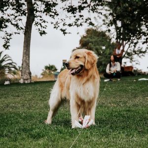 Image post by @swiftpaws_official on Instagram