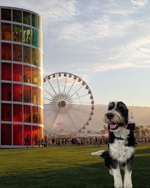 Image post by @petco on Instagram