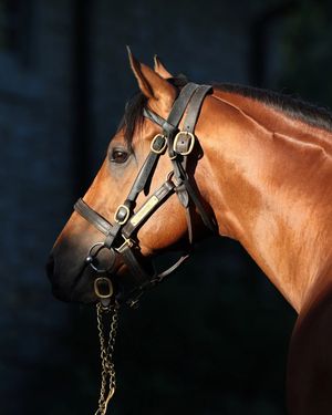 Image post by @coolmoreamerica on Instagram